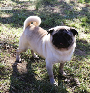 Otis Of Sunny Brook